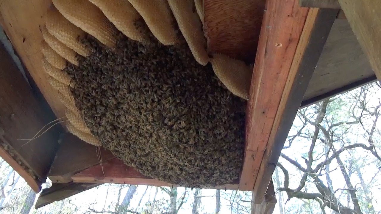 Honey bee relocation Ypsilanti