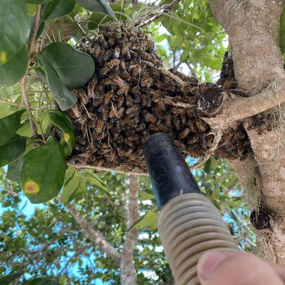 Honey Bee Removal Services In Ypsilanti Michigan