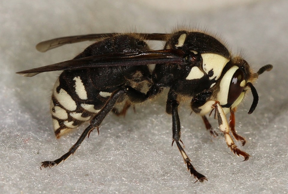 Ypsilanti Michigan Hornet Control