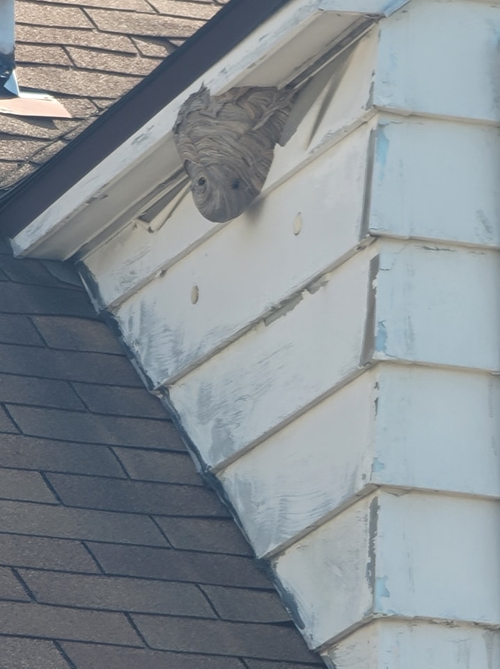 Ypsilanti Wasp Nest Removal